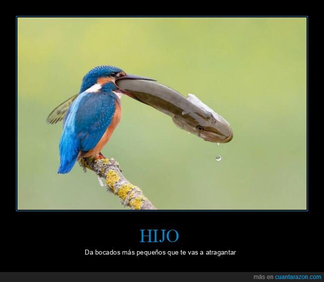 atragantar,pequeños,bocados,hijo,pajaro,pico