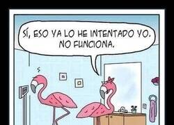 Enlace a Flamencos acomplejados