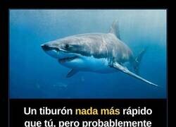 Enlace a Diría que los tiburones no saben ir en bici, pero bueno