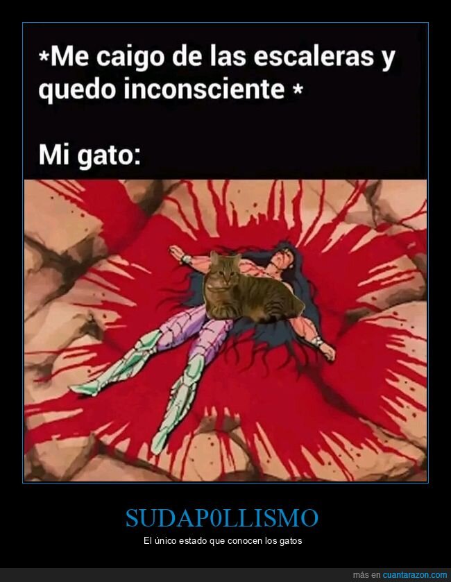 gato,encima,sentarse