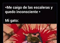 Enlace a Lo único que saben hacer los gatos