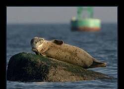 Enlace a No sé si esta foca es el tipo de Jack