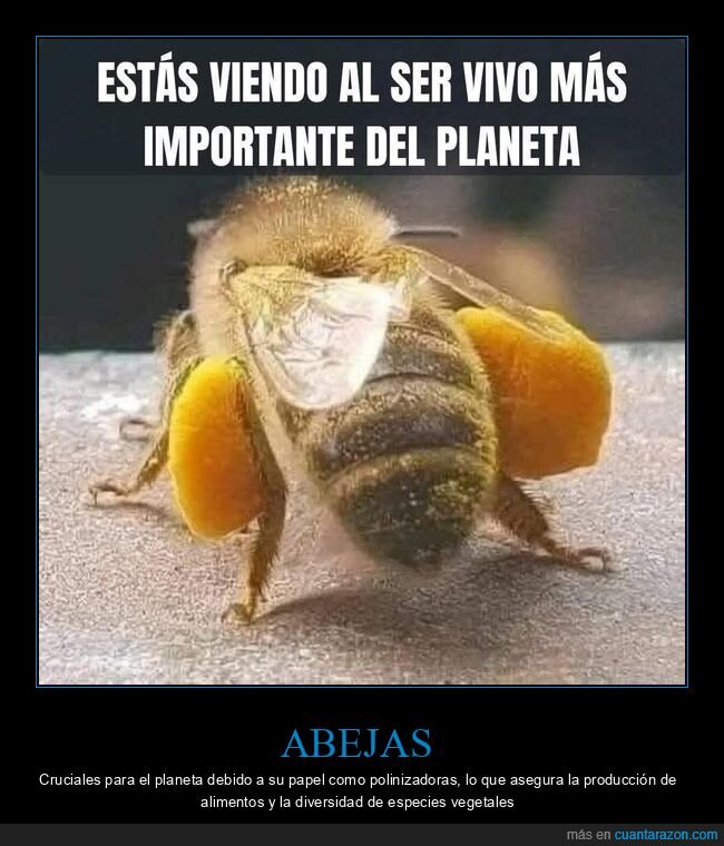 abejas,polinizar