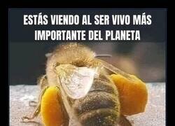 Enlace a Me dan miedo, pero son esenciales