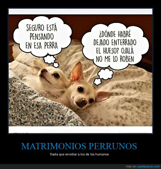 pensar,hueso,perros,cama,enterrados