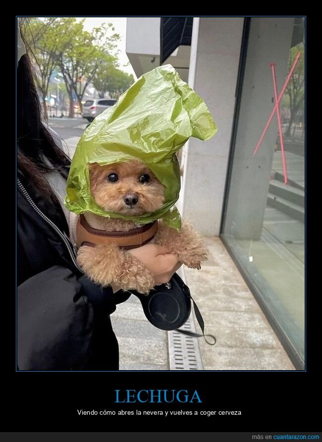 lechuga,cabeza,perro