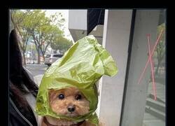 Enlace a No tiene ninguna culpa