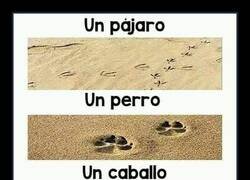 Enlace a La especie más tóxica