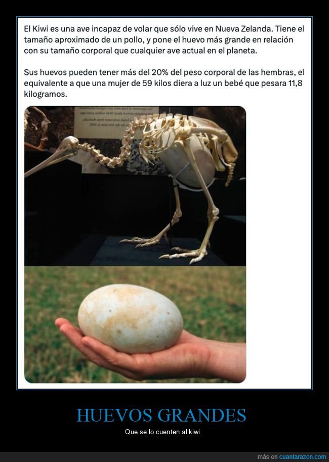 huevo,kiwi,grande