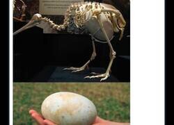 Enlace a Los huevazo del kiwi no los tiene nadie más