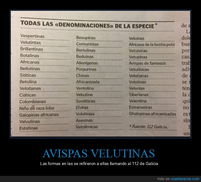 avispas,velutinas,denominaciones,112