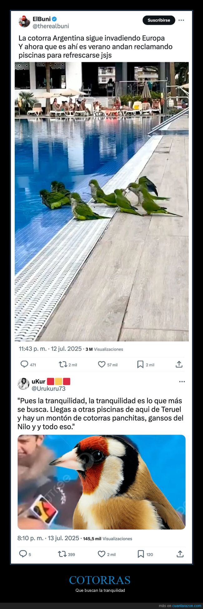 cotorras,piscina,tranquilidad