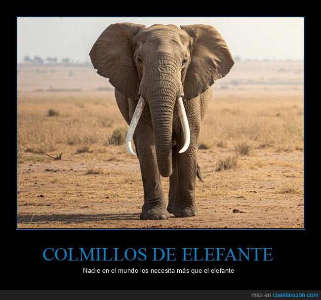 colmillos,elefantes