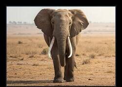 Enlace a ¿Quién necesita un colmillo de elefante?