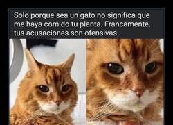 Enlace a Gato ofendido