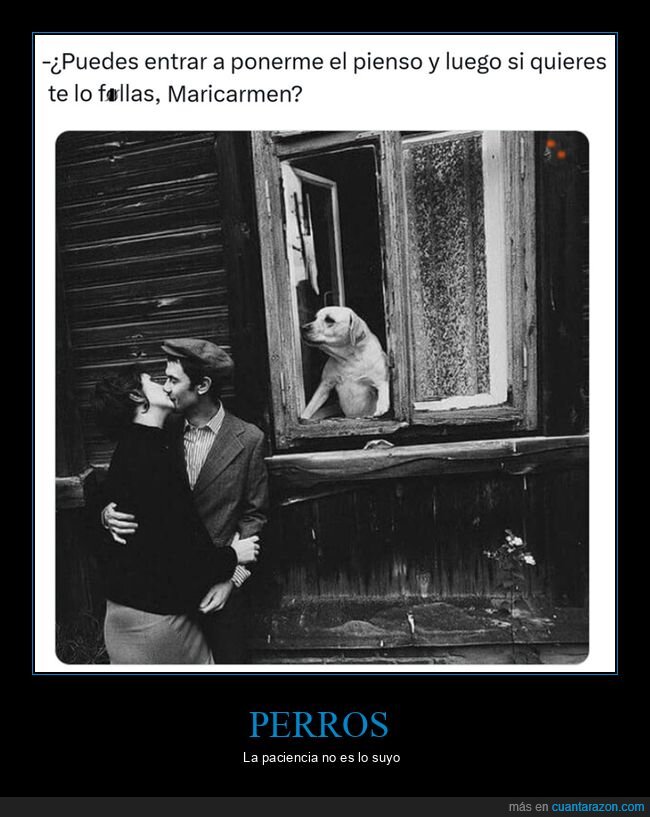 perro,pareja,pienso