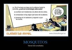 Enlace a Academia de mosquitos