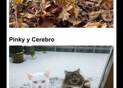 Enlace a Divertidas fotos para hacerte reír hoy