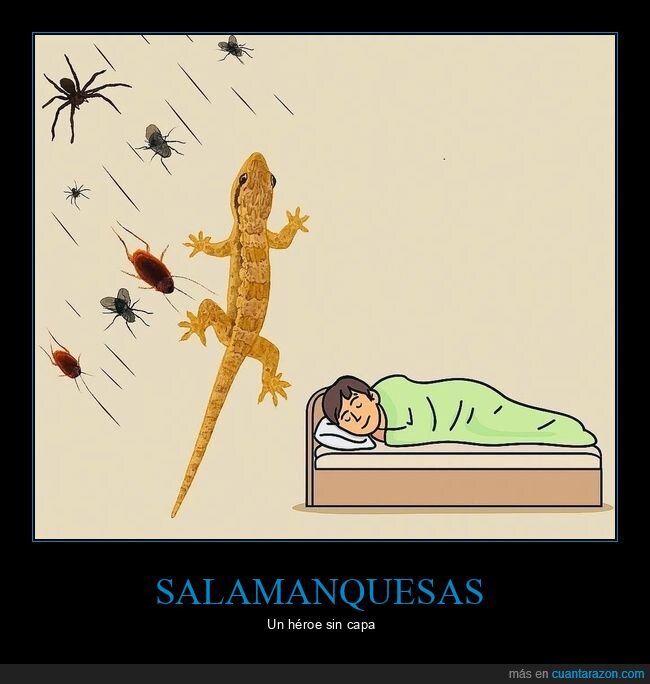 héroe,capa,salamanquesa,insectos,moscas