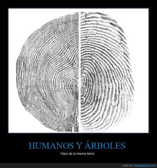 huella dactilar,arbol,anillos