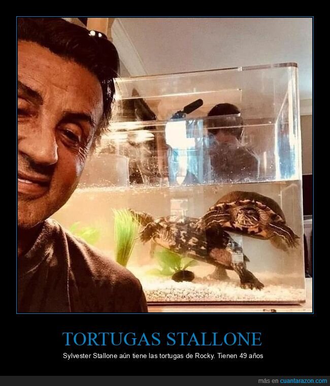 sylvester stallone,tortugas,rocky