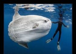 Enlace a Ahora quiero un pez luna chiquitito