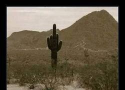 Enlace a Acabo de encontrar mi planta espíritu