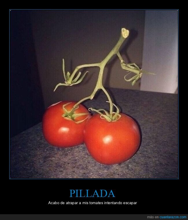 tomate,andar,tomatera