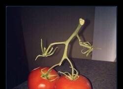 Enlace a Mr tomato se ha cansado