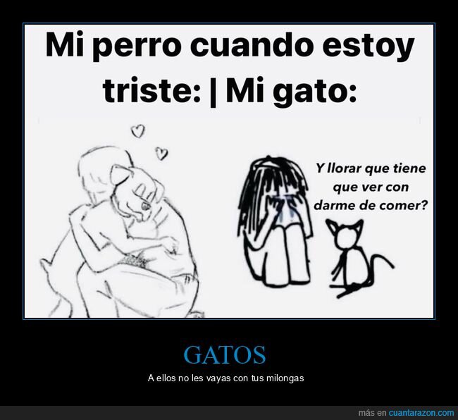 abrazo,gato,triste,comer,pedir