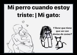 Enlace a Por eso soy más de perros