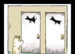 Enlace a Perros y perras