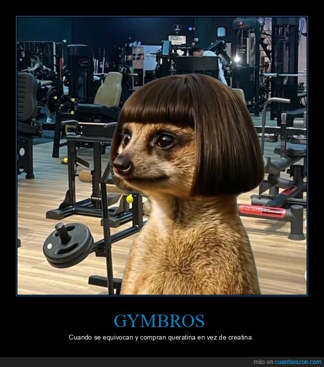 equivocarse,queratina,creatina,pelo,gym