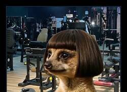 Enlace a Bueno al menos le quedó un pelazo