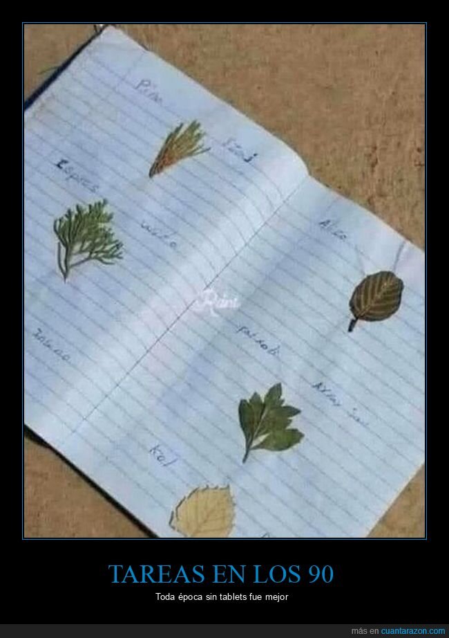 herbario,hojas,secas