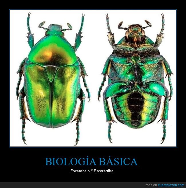 biología,escarabajo