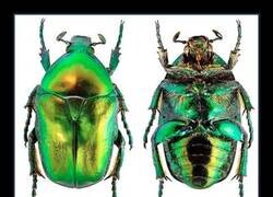 Enlace a Pues la carrera de biología parece bastante fácil