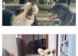 Enlace a Reconfortantes memes de perros para olvidar lo terrible que es el mundo