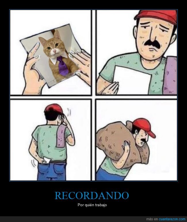 trabajo,gato