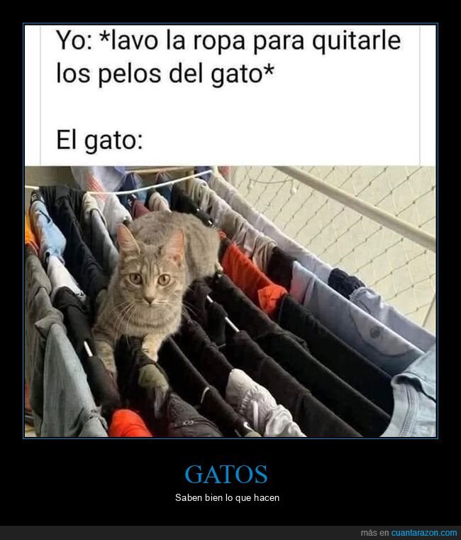 gatos,lavar,pelos,ropa