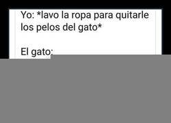 Enlace a Cosas de gatos