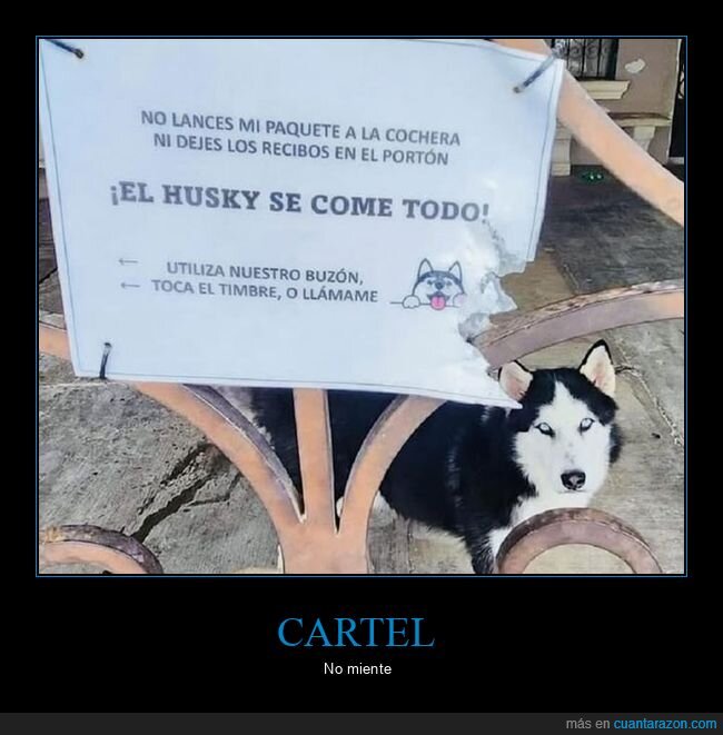 carteles,comer,husky,morder,perros