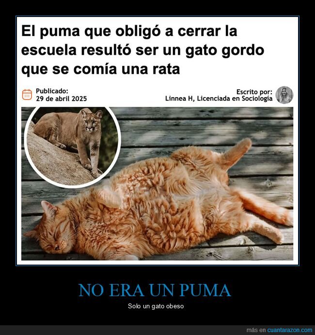 colegio,gatos,gordo,puma