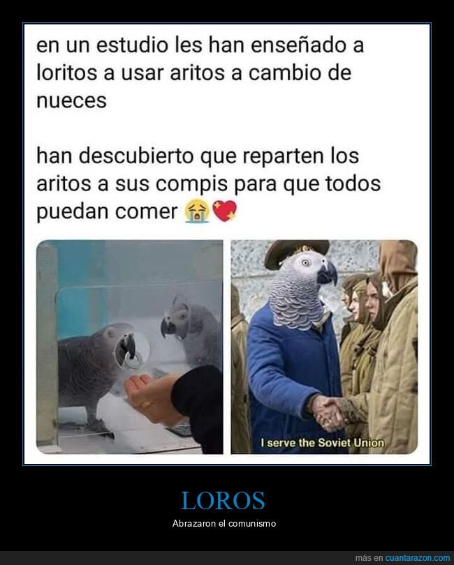 aros,comida,loros,repartir