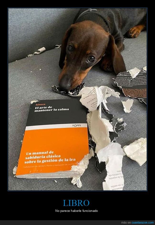 calma,libro,perros