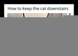 Enlace a Truco para dueños de gatos