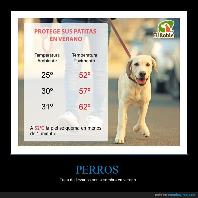 perros,temperatura,pavimento,patas,calor