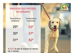 Enlace a Lo que sufren los perretes en verano