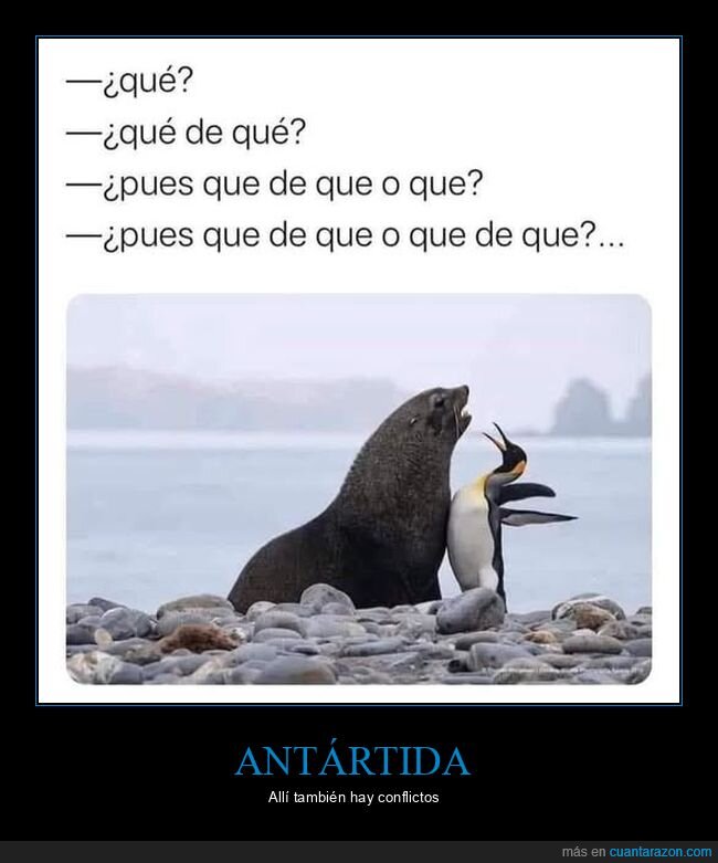 foca,pingüino,pelea
