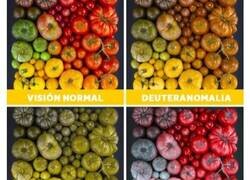 Enlace a Imágenes que muestran cómo ven las personas con problemas de visión